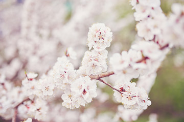 Spring border or background art with pink blossom.