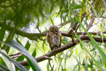 The Asian barred owlet is a species of true owl, resident in northern parts of the Indian Subcontinent and parts of Southeast Asia.