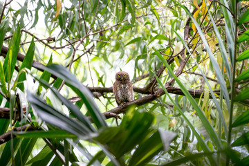 The Asian barred owlet is a species of true owl, resident in northern parts of the Indian Subcontinent and parts of Southeast Asia.