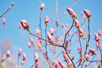 Macro of purple magnolia