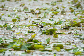 Pheasant-tailed Jacana is the most beautiful waterbird with long tail lived, walk on floating vegetation in shallow lakes