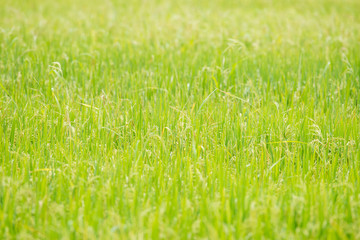close up rice field background