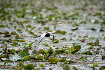Pheasant-tailed Jacana is the most beautiful waterbird with long tail lived, walk on floating vegetation in shallow lakes