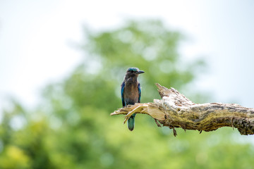 Indian roller or Blue jay bird