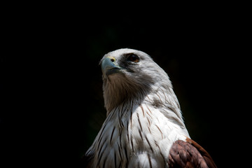 Close up head of Brahminy Kite with black background