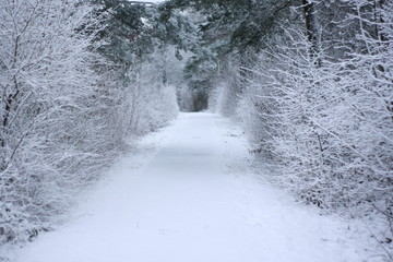 frozen