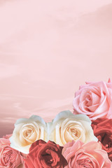 Beautiful Valentine roses on romantic lovely pink sky background.