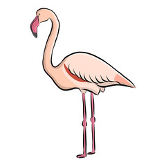 Hand drawn bird flamingo, vector