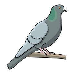 Hand drawn bird grey dove, vector