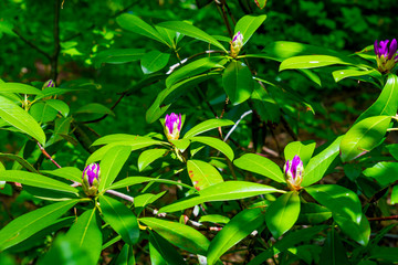 Obraz premium Strandzha Zelenica or Rhododendron ponticum, an evergreen shrub with fresh purple blosom, grows in the shadows of the trees, in the shadows of centuries-old mountain beech trees.