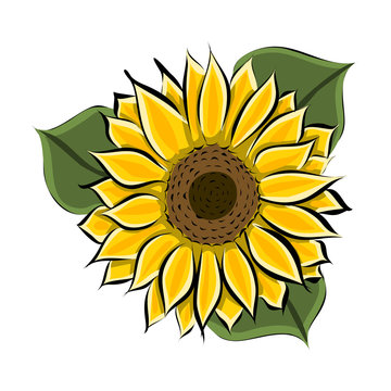 Hand drawn yellow sunflower, vector