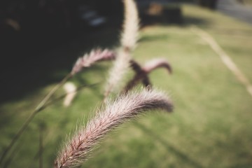 Fototapeta premium Grass flowers