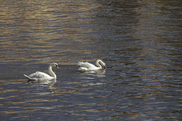 Swans in Prague