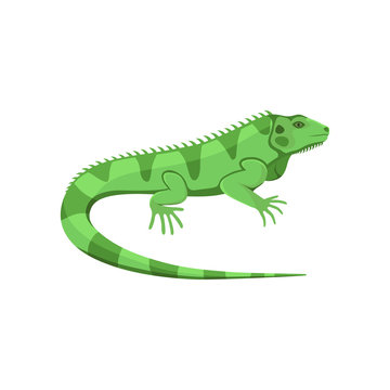 Vector illustration of a green iguana isolated on white background.