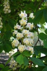 Macro of single panicle of horse chestnut