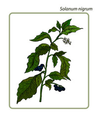 European black nightshade (Solanum nigrum).Hand drawn botanical vector illustration