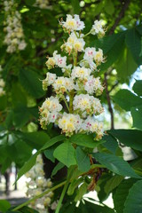 Single panicle of white flowers of Aesculus hippocastanum