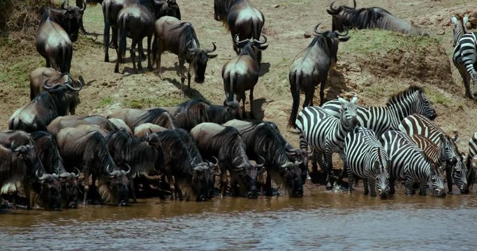 Blue Wildebeest & Burchell'S Zebras Drinking; Maasai Mara 8th September 2016; Maasai Mara, Kenya, Africa