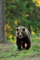 Obraz na płótnie Canvas Brown bear in forest. Male brown bear in forest. Walking bear. Big male.