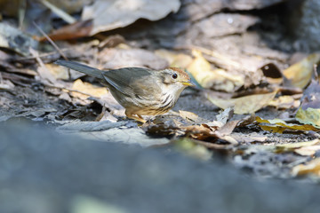 Puff-throated babbler or spotted babbler perching on the ground , Thailand