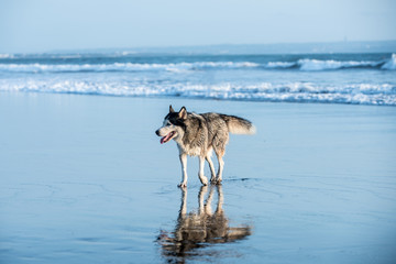 Fototapeta na wymiar Dog enjoying the summer beach