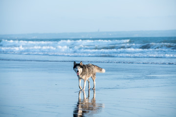 Dog enjoying the summer beach