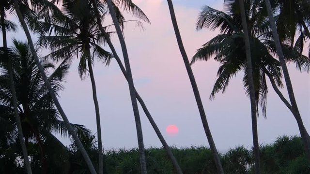 King Coconut Palm Trees At Sunset; Club Villa; Bentota, Sri Lanka