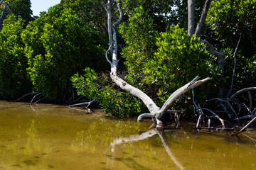 Moucha Masakali Beach, Djibouti, East Africa