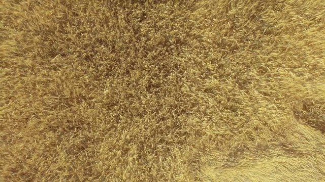 AERIAL: Low flight over wheat
