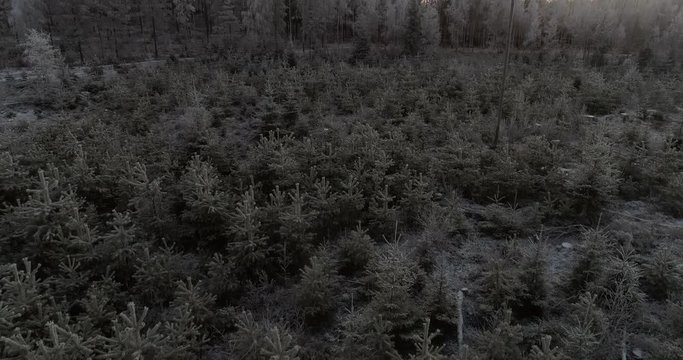 Frozen forest, Cinema 4k aerial tilt view above a frosty pine trees, in a frosty forest , on a sunny winter, evening dawn, in Raasepori, Uusimaa, Finland