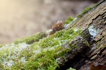 Bright green moss n a stump in winter forest. Winter seasonal background