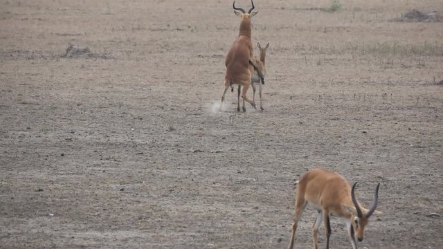 Uganda kobus winner and loser of sexual reproduction in super slow motion