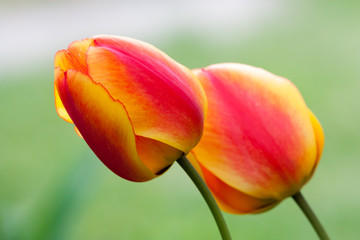 deux tulipes jaune et rouge