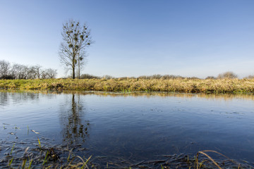 Lonely big tree on a meadow with water
