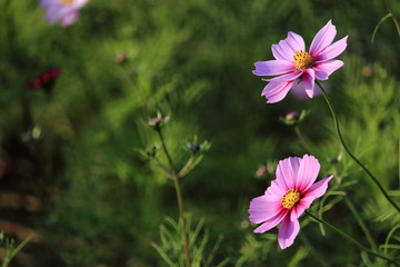 Fototapeta premium cosmos