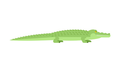 Crocodile. Alligator isolated. Predator animal. Vector illustration