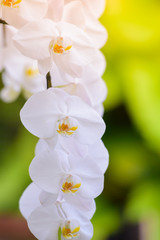 A white orchid is holding a bouquet in the garden.