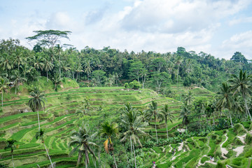 Fototapeta na wymiar Side of the inactive volcano in Bali