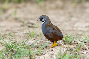 King quail (male) Beautiful bird