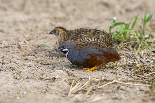 King quail (male and female) Beautiful bird