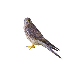 Common Kestrel isolated on white background (female)