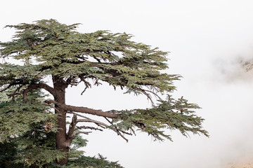 Cedar of Lebanon forest in the mist and fog near Tahtali mountain in Turkey. Rare and endangered...