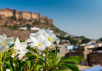 Frangipani flowers in front of Fort Mehrangarh, Jodhpur, Rajasthan