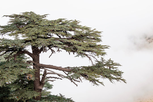 Cedar of Lebanon forest in the mist and fog near Tahtali mountain in Turkey. Rare and endangered species of trees