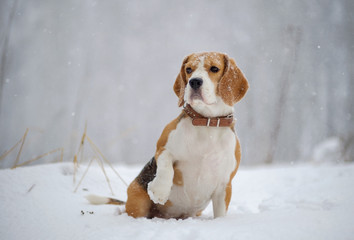 Beagle dog in the woods in heavy snow