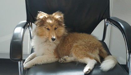 sheltie-shetland sheepdog sitzt auf chefsessel