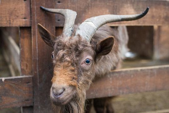 brown adult goat