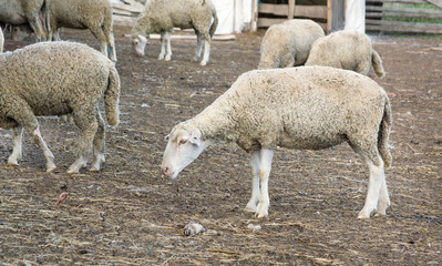 Obraz na płótnie Canvas Sheep with other sheep in the pen