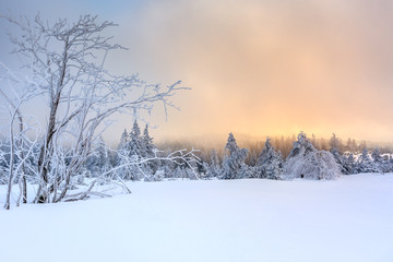 Wintertime - Black Forest. Winter landscape with firs covered by snow and sun appearing in the background.