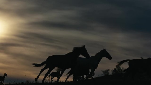 Horses running on a grass field